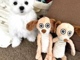 Maltese Terrier Sıfır Numara Yumurcaklarım