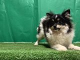PANDA POMERANİAN BOO YAVRU