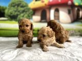 MALTİPOO YAVRULAR