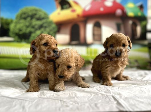 Malti̇poo Yavrular görsel