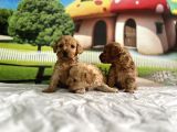 Malti̇poo Yavrular