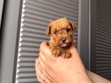 Orjinal Poodle Bebeklerim
