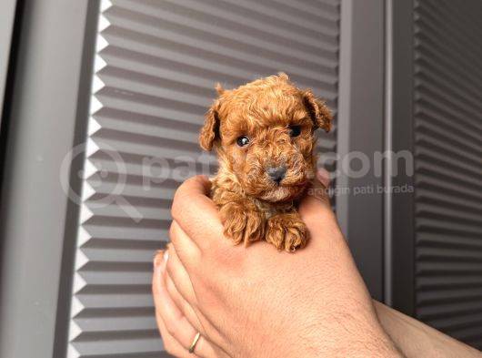 Orjinal Poodle Bebeklerim görsel