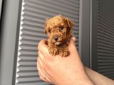 Orjinal Poodle Bebeklerim