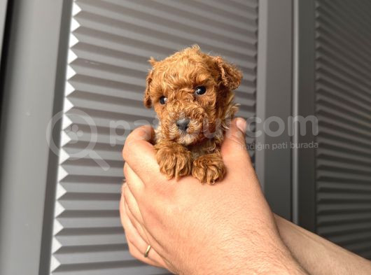 Orjinal Poodle Bebeklerim görsel