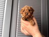 Orjinal Poodle Bebeklerim