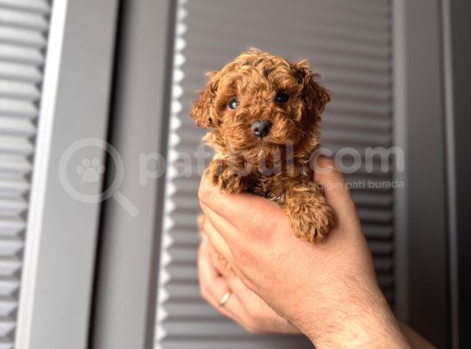 Orjinal Poodle Bebeklerim görsel