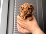 Orjinal poodle bebeklerim