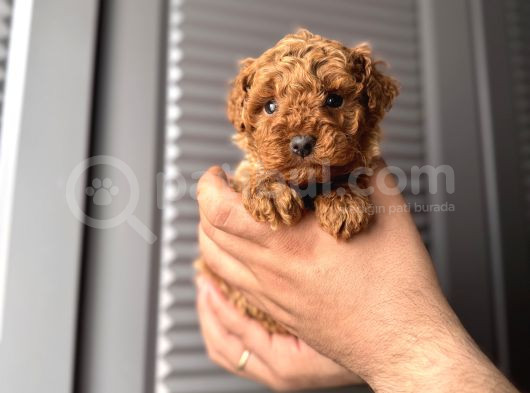 Orjinal Poodle Bebeklerim