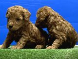Toy Poodle Yavru