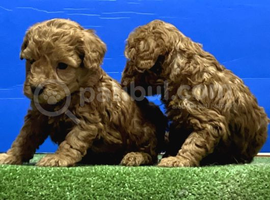 Toy Poodle Yavru