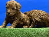 Toy Poodle Yavru