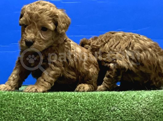 Toy Poodle Yavru görsel