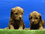 Toy Poodle Yavru