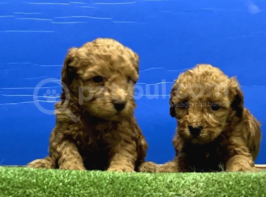 Toy Poodle Yavru görsel