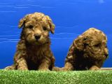 Toy Poodle Yavru