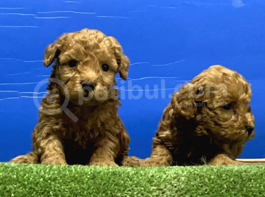 Toy Poodle Yavru görsel