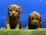 Toy Poodle Yavru