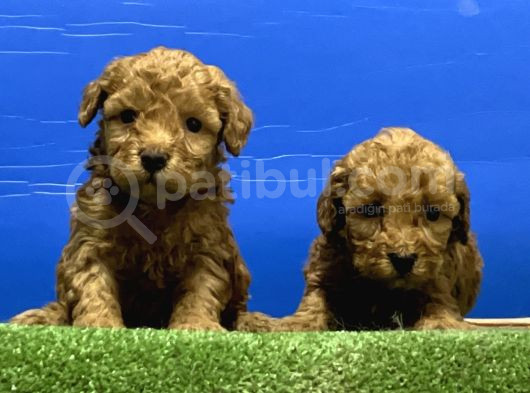 Toy Poodle Yavru görsel