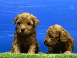 Toy Poodle Yavru