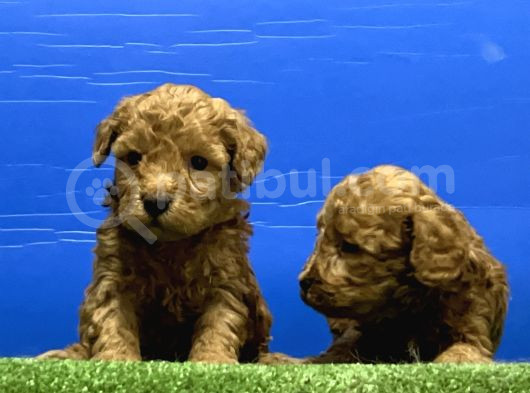 Toy Poodle Yavru görsel