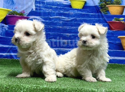 Kore Kan Maltese Yavrular