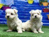 Kore Kan Maltese Yavrular
