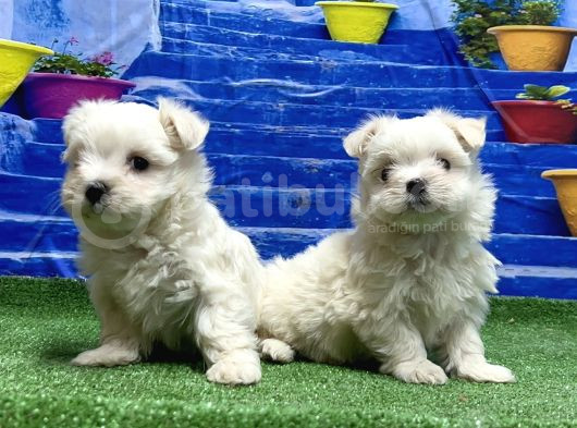 Kore Kan Maltese Yavrular görsel