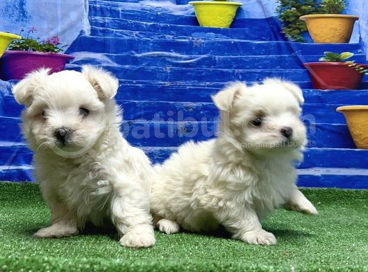 Kore Kan Maltese Yavrular görsel