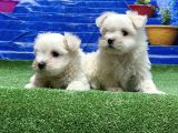 Kore Kan Maltese Yavrular