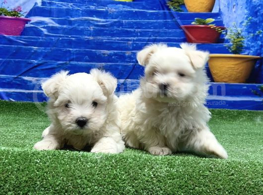 Kore Kan Maltese Yavrular görsel