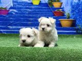 Kore Kan Maltese Yavrular