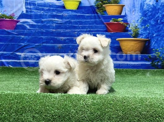 Kore Kan Maltese Yavrular görsel