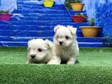 Kore Kan Maltese Yavrular