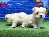 Kore Kan Maltese Yavrular