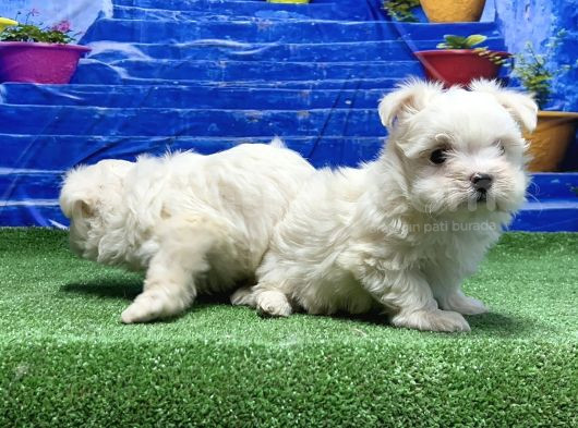 Kore Kan Maltese Yavrular görsel