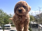 Toy Poodle yavrularım yeni yuvaları için sabırsızlanıyorlar