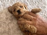 Toy Poodle Yavrularım Yeni Yuvaları Için Sabırsızlanıyorlar