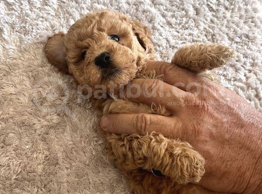 Toy Poodle Yavrularım Yeni Yuvaları Için Sabırsızlanıyorlar görsel