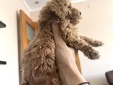 Toy Poodle Yavrularım Yeni Yuvaları Için Sabırsızlanıyorlar