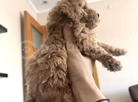 Toy Poodle Yavrularım Yeni Yuvaları Için Sabırsızlanıyorlar görsel