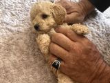 Toy Poodle Yavrularım Yeni Yuvaları Için Sabırsızlanıyorlar