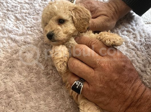Toy Poodle Yavrularım Yeni Yuvaları Için Sabırsızlanıyorlar görsel