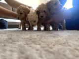 Toy Poodle Yavrularım Yeni Yuvaları Için Sabırsızlanıyorlar