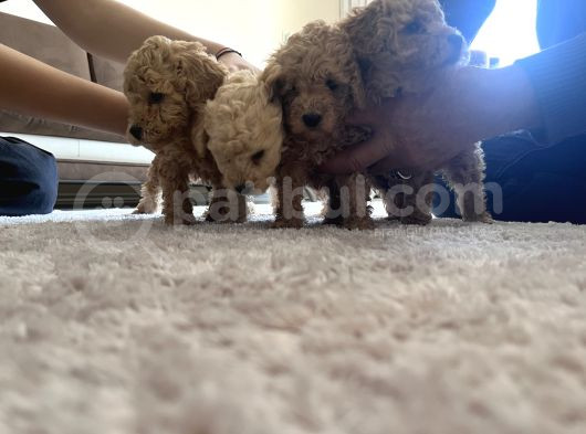 Toy Poodle Yavrularım Yeni Yuvaları Için Sabırsızlanıyorlar görsel