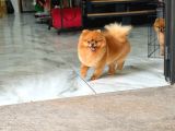 1 Yaş Yeti̇şki̇n Di̇şi̇ Pomerani̇an Boo