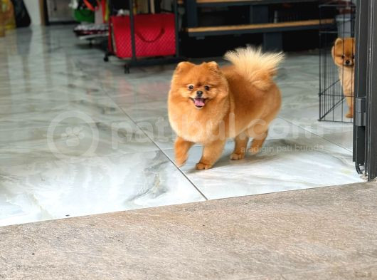 1 Yaş Yeti̇şki̇n Di̇şi̇ Pomerani̇an Boo görsel
