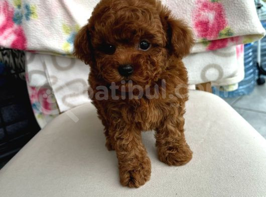 Kore Kan Poodle Yavrumuz görsel