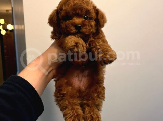 Kore Kan Poodle Yavrumuz görsel