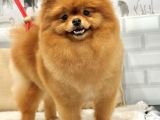 1 YAŞ YETİŞKİN DİŞİ POMERANİAN BOO